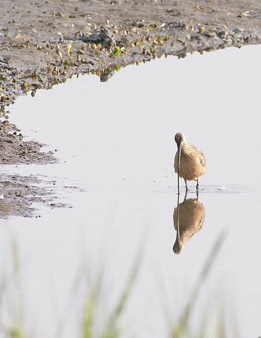Bird with Curved BIll