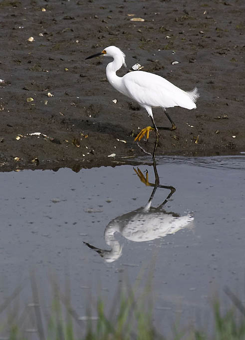 Snowy Egret