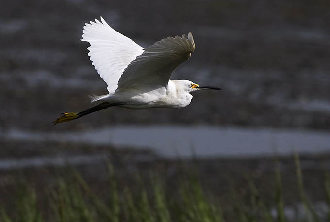 Egret Flying